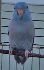 Blue Pacific Parrotlet-thumb-1