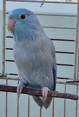 Blue Pacific Parrotlet-thumb-2