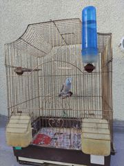 Blue Pacific Parrotlet-thumb-3