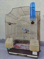 Blue Pacific Parrotlet-thumb-4