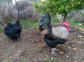 μαύρες κότες καθαρόαιμες Αυστραλόρπ (Australorp), ένας κόκορας Τριλειρός