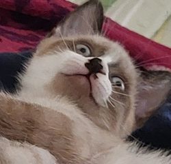 ΣΙΑΜ SNOWSHOE