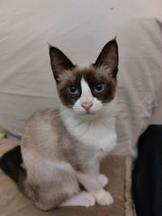 ΣΙΑΜ SNOWSHOE