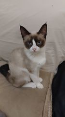 ΣΙΑΜ SNOWSHOE-thumb-2