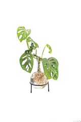 Winkee - Hydro Vase Flora / Gadgets