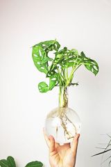 Winkee - Hydro Vase Flora / Gadgets-thumb-1