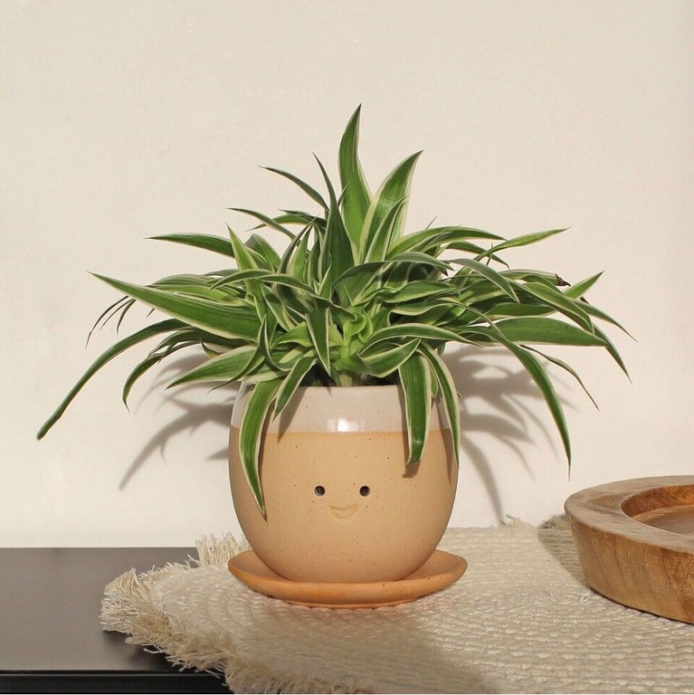 Winkee - Crying Plant Pot - Planter / Gadgets