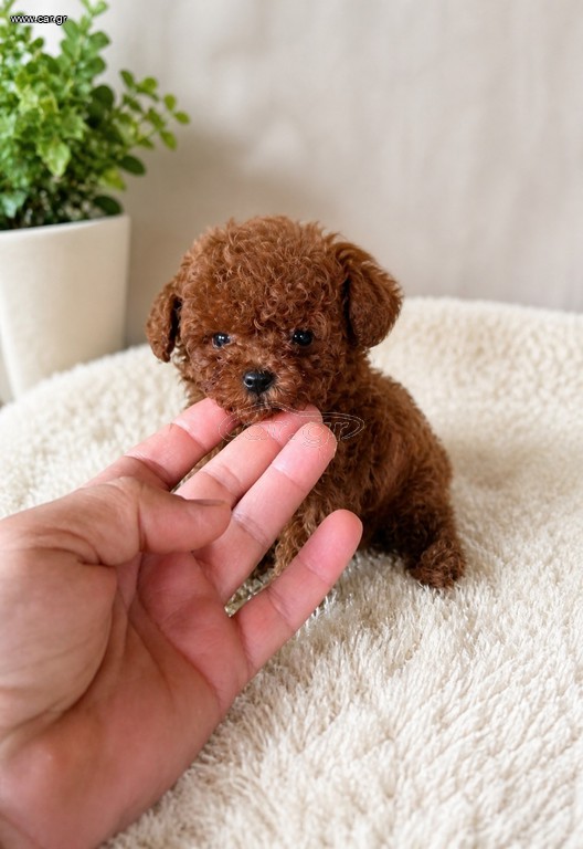 Poodle tea cup