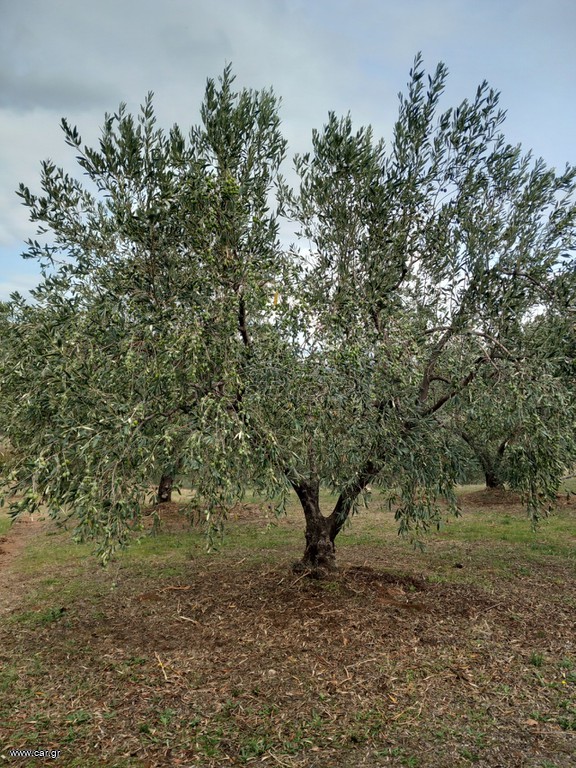 Ελαιόλαδο