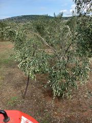 Ελαιόλαδο-thumb-1