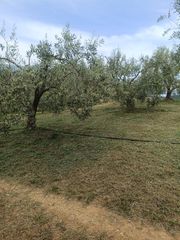 Ελαιόλαδο-thumb-3