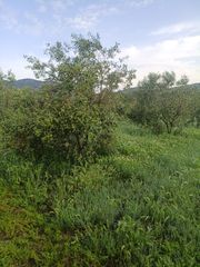 Ελαιόλαδο-thumb-4