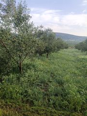 Ελαιόλαδο-thumb-5