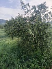 Ελαιόλαδο-thumb-6