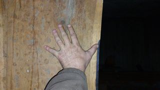 Κορμός δρυς-thumb-10
