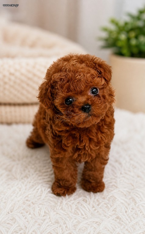 Poodle tea cup