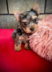 Yorkshire Terrier - Γιορκσάιρ Τεριέ