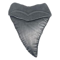 Jaws Medallion 50th Anniversary Shark Tooth-thumb-1