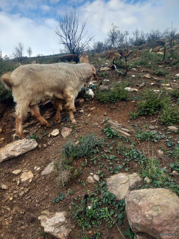 Τράγος σούτος