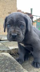 Κάνε Κορσο / Cane Corso