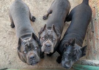 Κάνε Κορσο / Cane Corso-thumb-1
