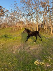 Αραβικο μαύρο πουλάρι NAXIR εκπαιδευμένο Πωλείτε