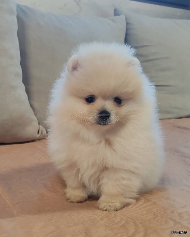 Pomeranian mini