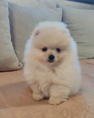 Pomeranian mini