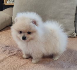Pomeranian mini-thumb-1