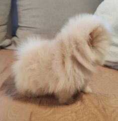 Pomeranian mini-thumb-2