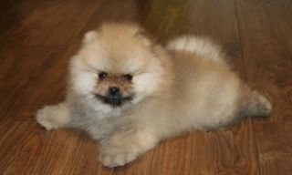 Pomeranian mini