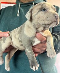 Pitbull XXL