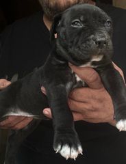 Pitbull XXL
