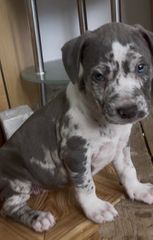 Pitbull XXL