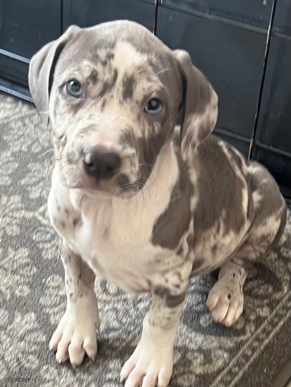 Pitbull XXL