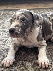 Pitbull XXL-thumb-1
