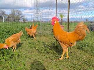 Buff Leghorn Διαθέσιμα Αυγά Εκκόλαψης
