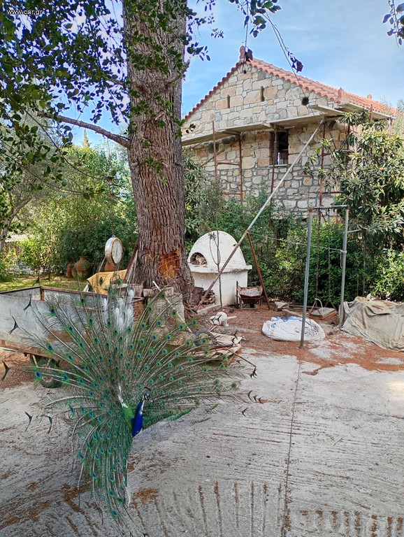 Παγώνια