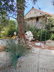 Παγώνια