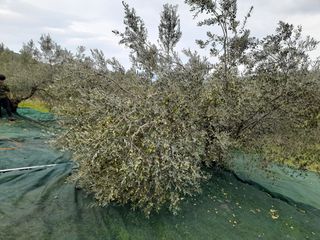 ΕΞΤΡΑ ΠΑΡΘΕΝΟ ΕΛΑΙΟΛΑΔΟ-thumb-2