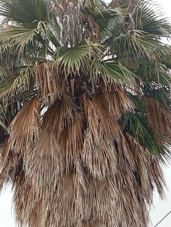 Φοίνικας
