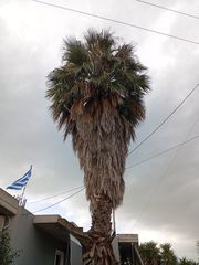 Φοίνικας-thumb-1