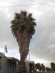 Φοίνικας-thumb-2