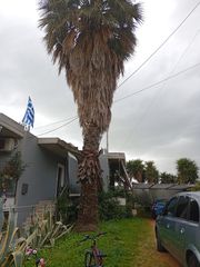 Φοίνικας-thumb-3