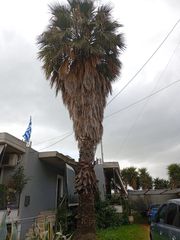 Φοίνικας-thumb-4