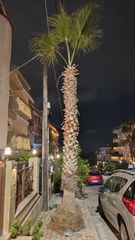 Φοίνικας υγιέστατος