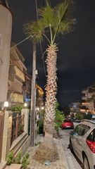 Φοίνικας υγιέστατος-thumb-1