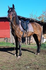 Saddlebred