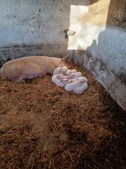 Πωλούνται γουρουνάκια γάλακτος