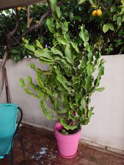 κάκτος φρούτο του δράκου Ντράγκον Φρουτ Hylocereus/Selenicereus undatus Πιτάγια/Πιταχάγια